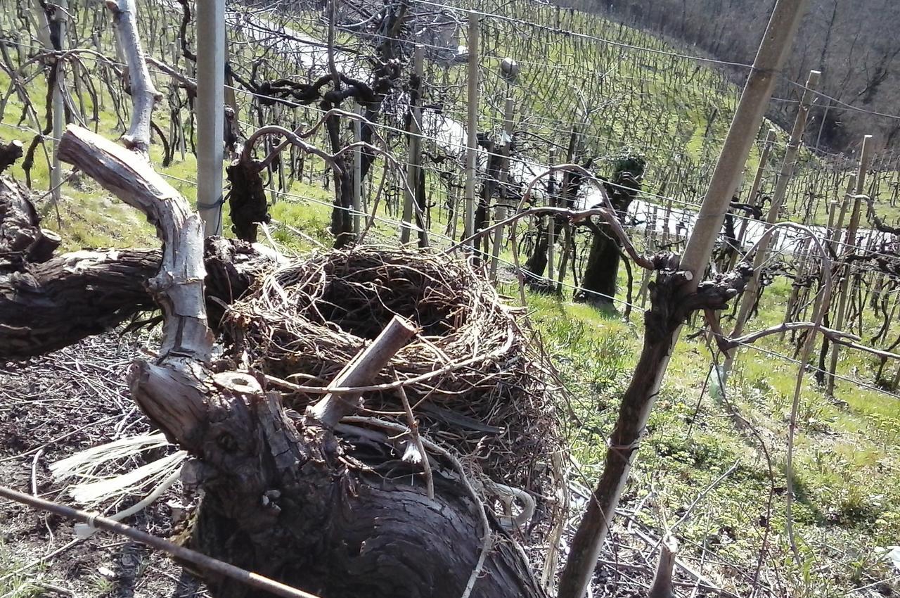 Azienda Agricola Campion Valdobbiadene Eksteriør billede
