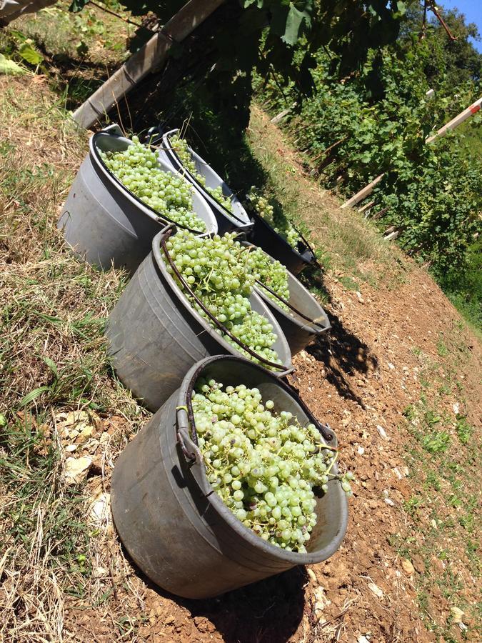 Azienda Agricola Campion Valdobbiadene Eksteriør billede