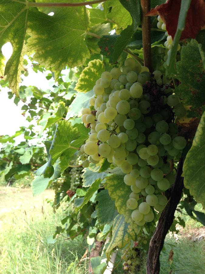 Azienda Agricola Campion Valdobbiadene Eksteriør billede